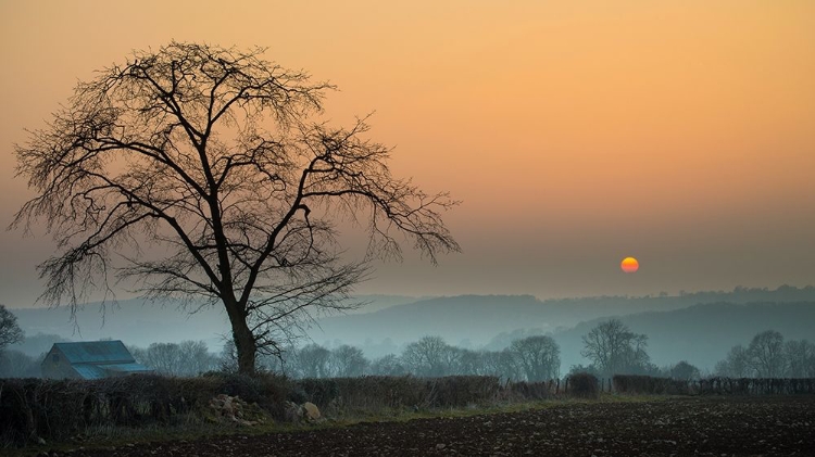 Picture of MORNING SUN