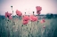 Picture of PINK TULIPS