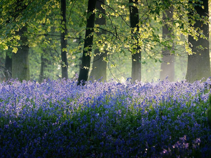 Picture of LAST OF THE BLUEBELLS