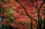 Picture of AUTUMN BEAUTY