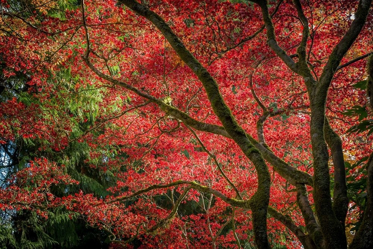 Picture of AUTUMN BEAUTY