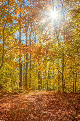 Picture of AUTUMN FOREST