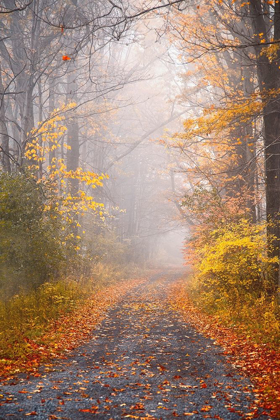 Picture of ROAD AND AUTUMN MIST