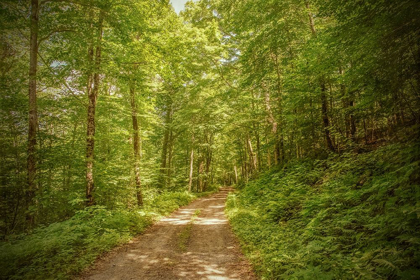Picture of FOREST ROAD