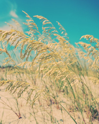 Picture of SEA OATS