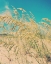 Picture of SEA OATS