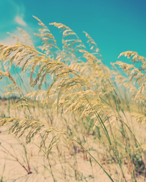 Picture of SEA OATS