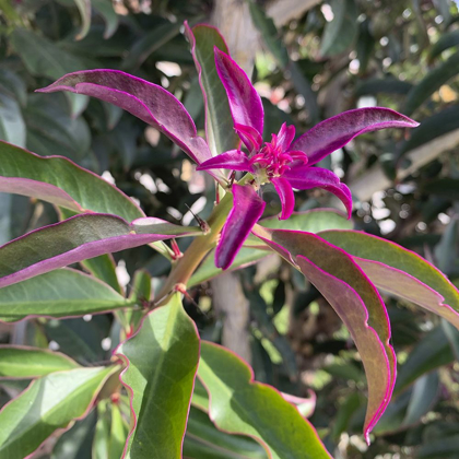 Picture of MAGENTA LEAVES I