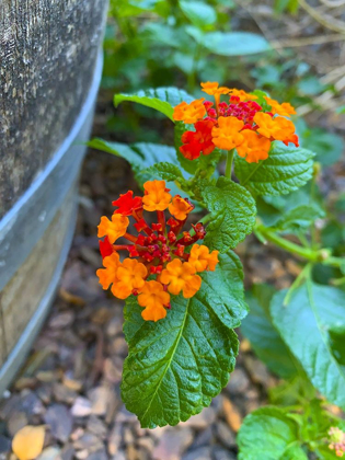 Picture of LANTANA XII