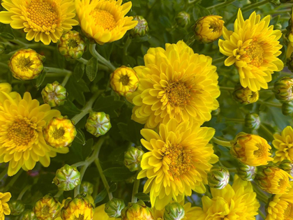 Picture of YELLOW BLOOMS VII