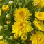 Picture of YELLOW BLOOMS VIII