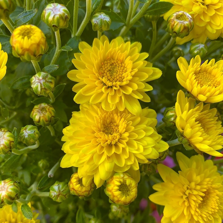 Picture of YELLOW BLOOMS VIII