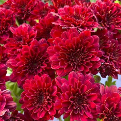Picture of RED BLOOMS I