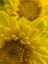 Picture of YELLOW BLOOMS XI