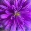 Picture of PURPLE BLOOM V