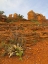 Picture of SEDONA II