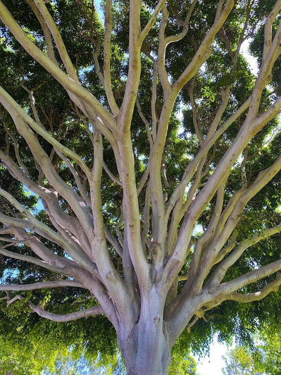 Picture of TREE CANOPY XIV