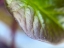 Picture of LEAF EDGE I