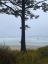 Picture of COSTAL TREE VIEW I