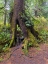 Picture of FOREST TREE I
