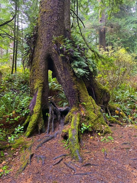 Picture of FOREST TREE I