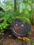 Picture of FOREST HAPPY FACE I