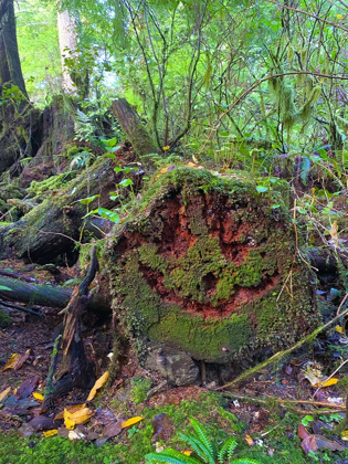 Picture of FOREST HAPPY FACE II