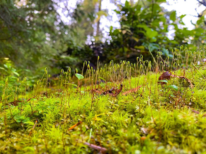 Picture of MINIATURE FOREST I