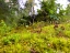 Picture of MINIATURE FOREST I