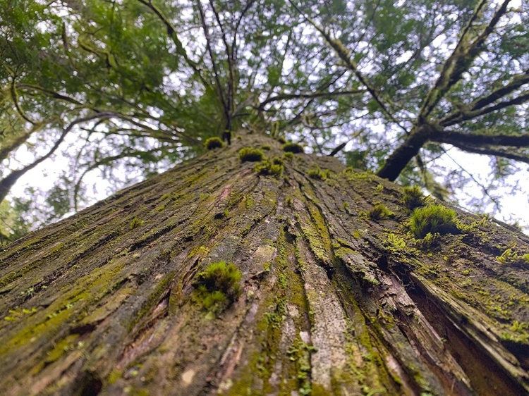 Picture of TREE CANOPY XV