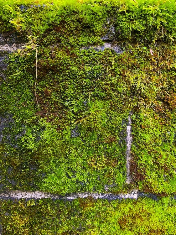 Picture of STONE WALL I