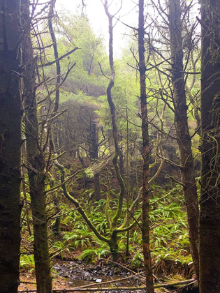 Picture of TREE CANOPY XVI