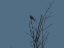 Picture of BIRD SILHOUETTE: BLACK/BLUE
