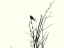 Picture of BIRD SILHOUETTE: BANDW