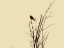 Picture of BIRD SILHOUETTE: BROWN/IVORY