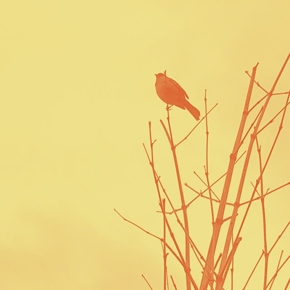 Picture of BIRD SILHOUETTE IV