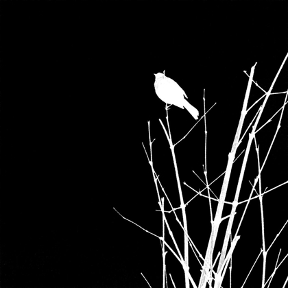 Picture of BIRD SILHOUETTE VII