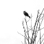 Picture of BIRD SILHOUETTE VIII