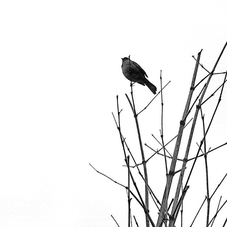 Picture of BIRD SILHOUETTE VIII