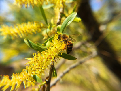 Picture of BEE IN MESQUITE TREE