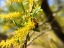 Picture of BEE IN MESQUITE TREE