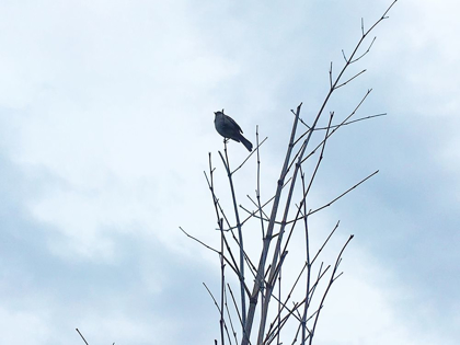 Picture of BIRD SILHOUETTE: ORIGINAL