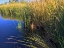 Picture of COOT ON WATER