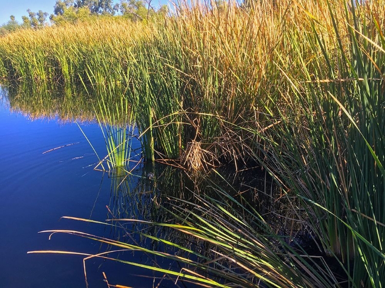 Picture of COOT ON WATER