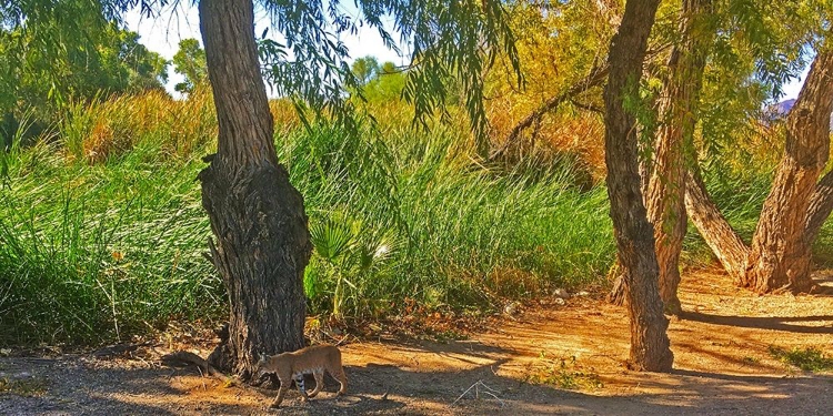 Picture of BOBCAT I