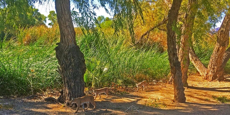 Picture of BOBCAT II: COMPOSITE