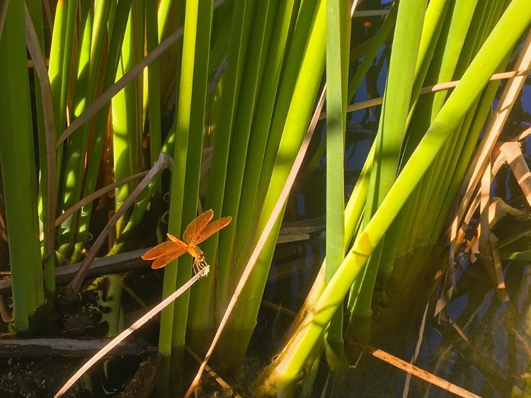 Picture of DRAGON FLY