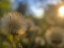Picture of GOLDEN HOUR II