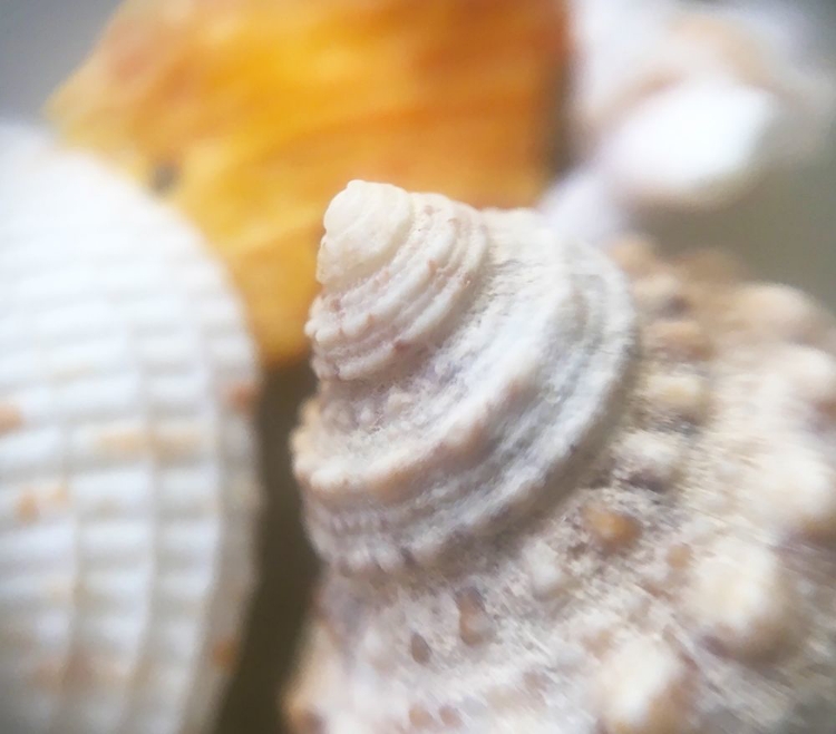 Picture of SHELLS