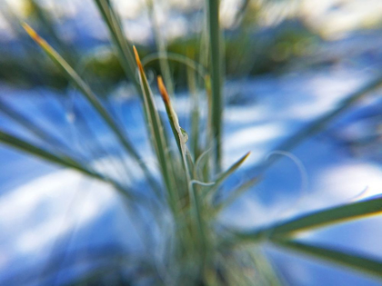 Picture of SNOW IN THE DESERT